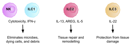 A flow chart with images of the group 1, 2, and 3 ILC cells, and their individual roles in tissue repair and regeneration.