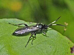 Ichneumonidae - Coelichneumon cyaniventris .JPG