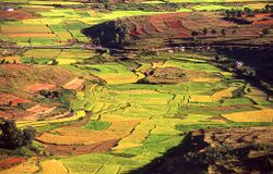 colorful rice paddies cover rolling hills