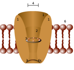 Ion channel.png