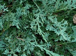 Juniperus horizontalis Wiltonii1.jpg