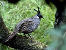 Koklass Pheasant Manila3.jpg