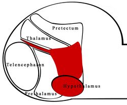 Labeled cichlid forebrain diagram with shh expression.jpg