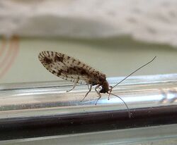 Lacewing. Neuroptera, (Micromus variegatus) - Flickr - gailhampshire.jpg
