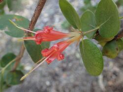 Lambertia orbifolia.jpg