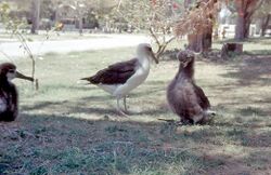 Laysan Albatross and chicks, Midway Island 1958.jpg