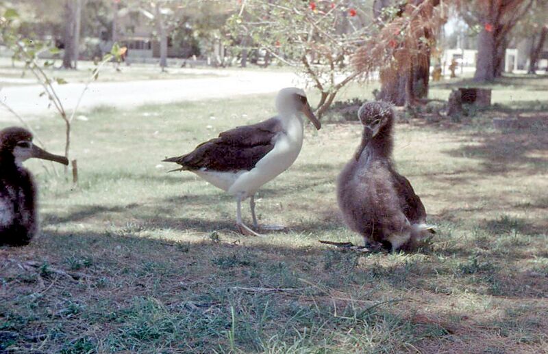 File:Laysan Albatross and chicks, Midway Island 1958.jpg