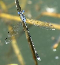 Lestes tridens 024502-1.jpg