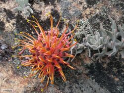 Leucospermum spathulatum Chris 2.jpg