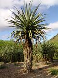 Macdougals Giant Century Plant - Furcraea macdougalii (3594540635).jpg