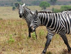 Maneless zebras at Kidepo Valley NP - Uganda.jpg