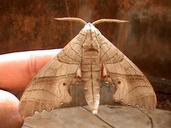 Marumba dryas dryas male.jpg