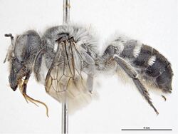 Megachile semiluctuosa f.jpg