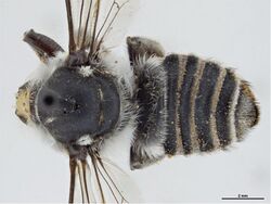 Megachile waterhousei.jpg