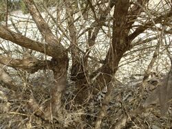 Melaleuca quadrifaria (bark).JPG