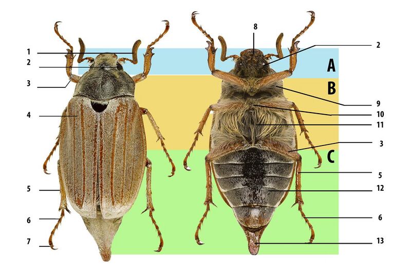File:Melolontha melolontha insect morphology.jpg