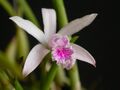 Microlaelia lundii flower.jpg