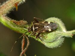 Miridae - Closterotomus biclavatus.JPG