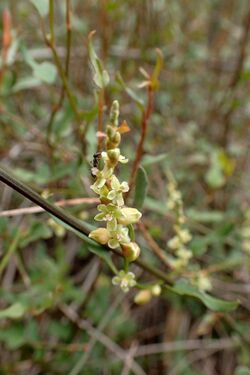 Muehlenbeckia ephedroides kz2.jpg