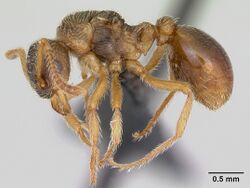 Myrmica karavajevi casent0172766 profile 1.jpg