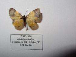 NS0388 Adelotypa bolena (15174230261).jpg