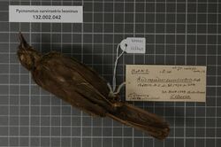 Naturalis Biodiversity Center - RMNH.AVES.126245 1 - Pycnonotus curvirostris leoninus (Bates, 1930) - Pycnonotidae - bird skin specimen.jpeg