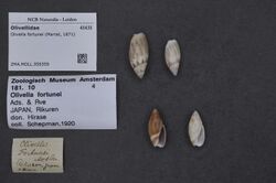Naturalis Biodiversity Center - ZMA.MOLL.359359 - Olivella fortunei (Marrat, 1871) - Olivellidae - Mollusc shell.jpeg