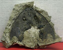 NochelaspisMaeandrine-PaleozoologicalMuseumOfChina-May23-08.jpg