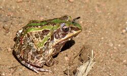 Ornate Frog (Hildebrandtia ornata) (5984077767).jpg