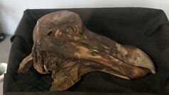 Skull and lower jaw of a dodo in a box