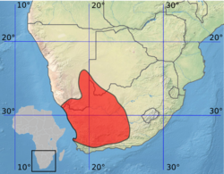 Parotomys brantsii Distribution1.png