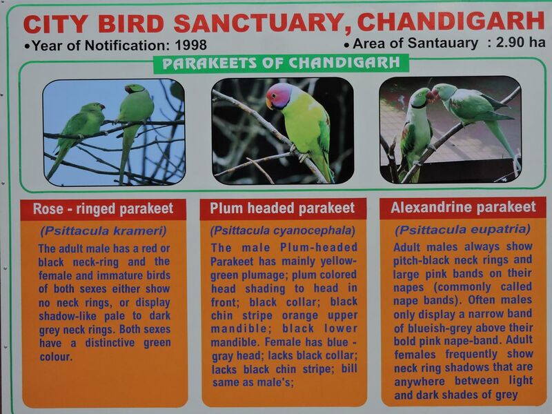 File:Parrot bird sanctuary Chandigarh.JPG