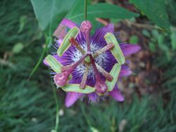 Passiflora loefgrenii (BG Zurich)-04.JPG