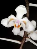 Phalaenopsis celebensis Orchi 206-1.jpg