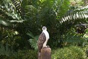 Philippine Eagle in Captivity.jpg