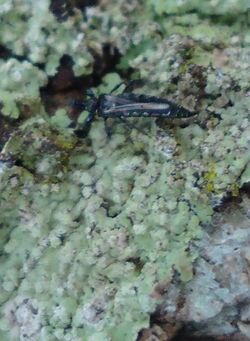 Phlaeothripidae - fungus feeding thrip 2.jpg