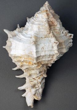 Phyllonotus fossil murex snail shell (Fort Thompson Formation, Pleistocene; Largo, Gulf Coast of Florida, USA) 1 (15227297051).jpg