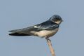 Pied-winged swallow (Hirundo leucosoma).jpg