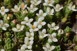 Pimelea pygmaea.jpg