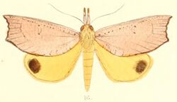 Pl.6-16-Corcobara angulipennis Moore, 1882.JPG