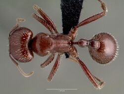 Pogonomyrmex apache casent0006284 dorsal 1.jpg