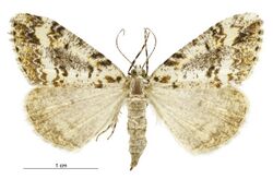 Pseudocoremia leucelaea female.jpg