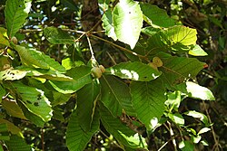 Quercus Purulhana.jpg