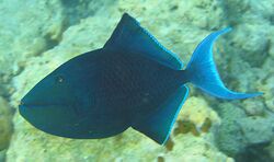 Redtoothed triggerfish.jpg