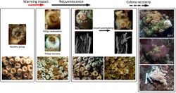 Rejuvenescence-mediated recovery at the polyp and colony levels in Cladocora caespitosa.jpg