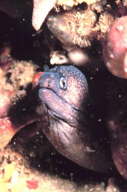 Reticulated moray eel.jpg