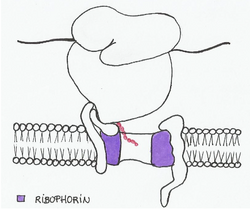 Ribophorin is a subunit of oligosaccharide transferasa in the RER.png