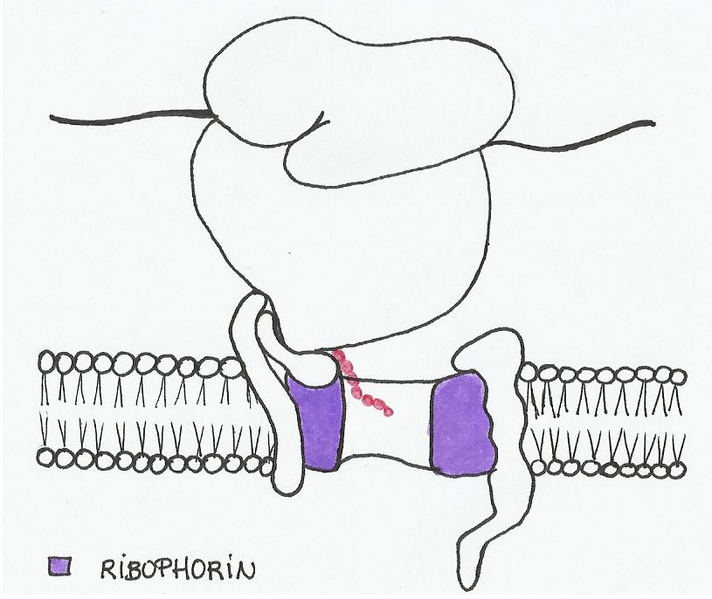 File:Ribophorin is a subunit of oligosaccharide transferasa in the RER.png