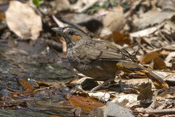 Rufous-chinned Laughingthrush Naina Devi Himalayan Bird Conservation Reserve Uttarakhand India 27.05.2016.jpg