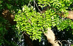 Sclerocarya birrea leaves.jpg